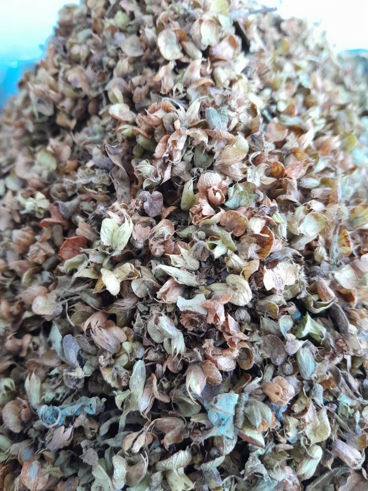 FESLEĞEN(REYHAN) 50GR