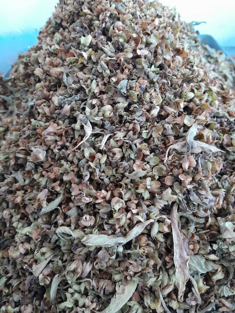 FESLEĞEN(REYHAN) 50GR